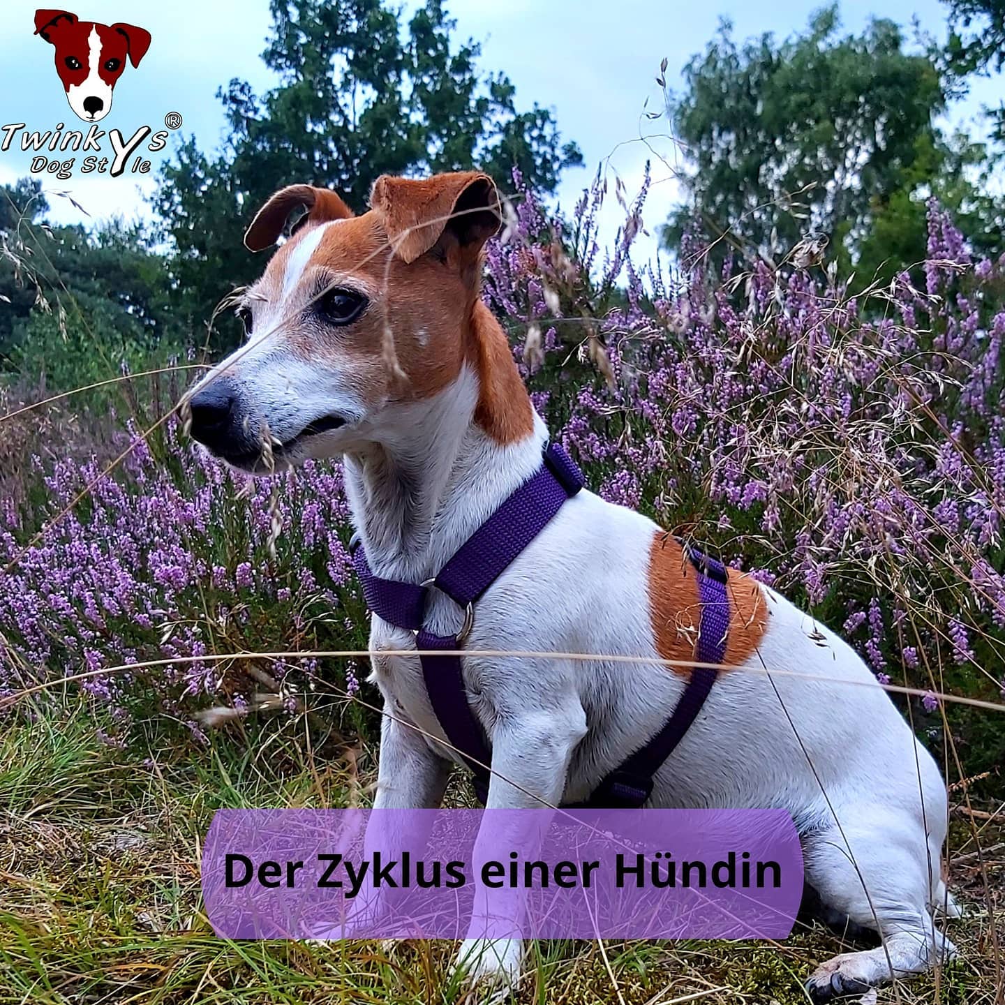 Zyklus-einer-Hündin-Magazin