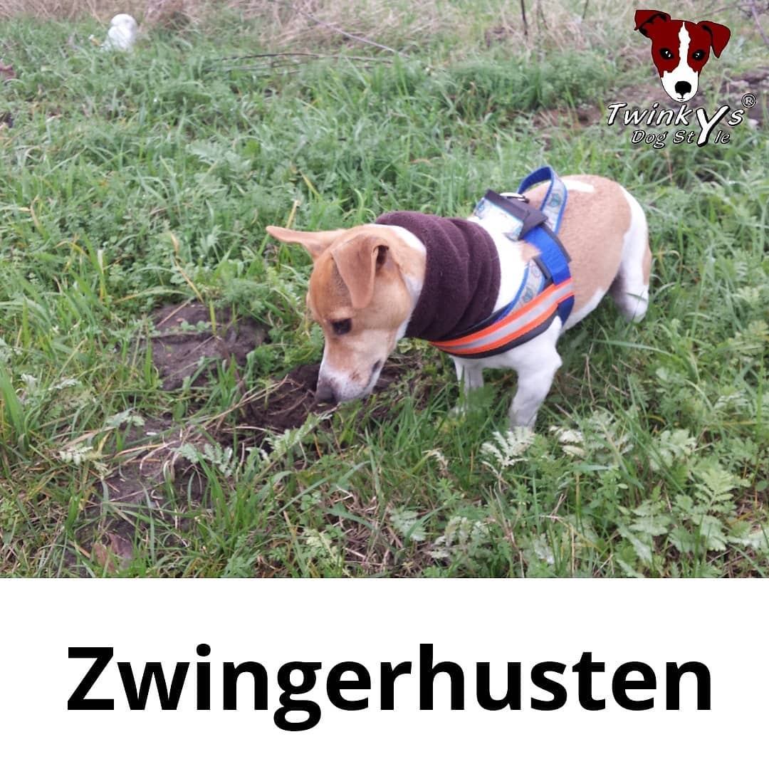 Zwingerhusten-Magazin