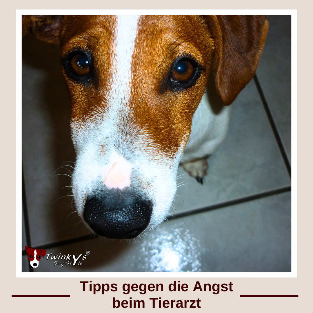 Tipps-gegen-die-Angst-beim-Tierarzt-Magazin