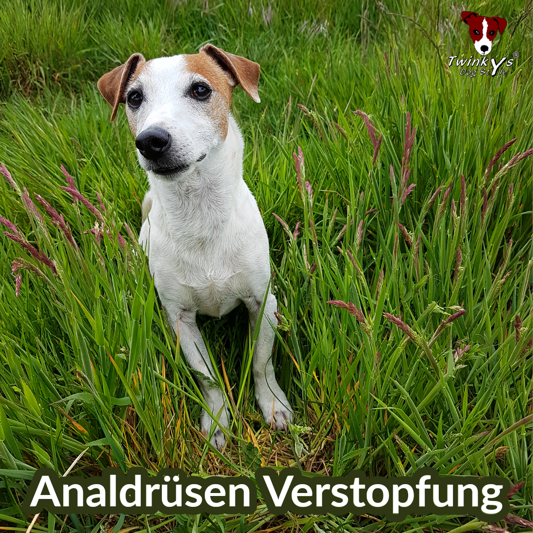 Analdrüsen-Verstopfung-beim-Hund-Magazin