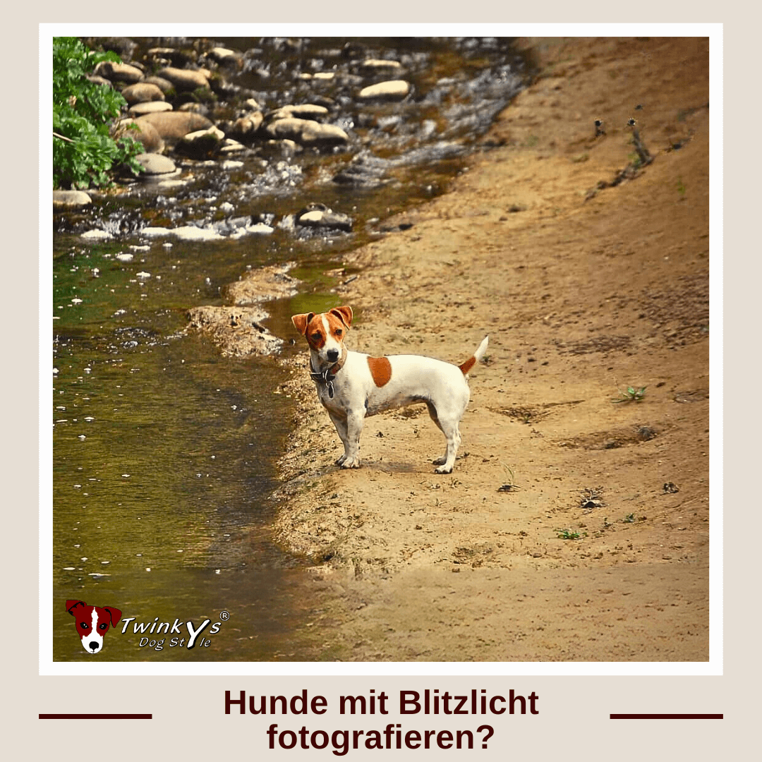 Ein Jack Russell Terrier steht an einem Bachlauf. Titelbild zu dem Twinkys Dog Style Magazinartikel der sich damit beschäftigt, wieso man Hunde nicht mit Blitzlicht fotografieren sollte.