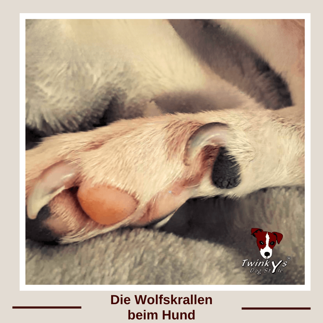 Hinterläufe eines Hundes mit weißem kurzen Fell. Fokus liegt auf den krallen, besonders der Wolfskralle. Magazinbild zu Artikel in dem es um Wolfskralle bei Hunden geht.