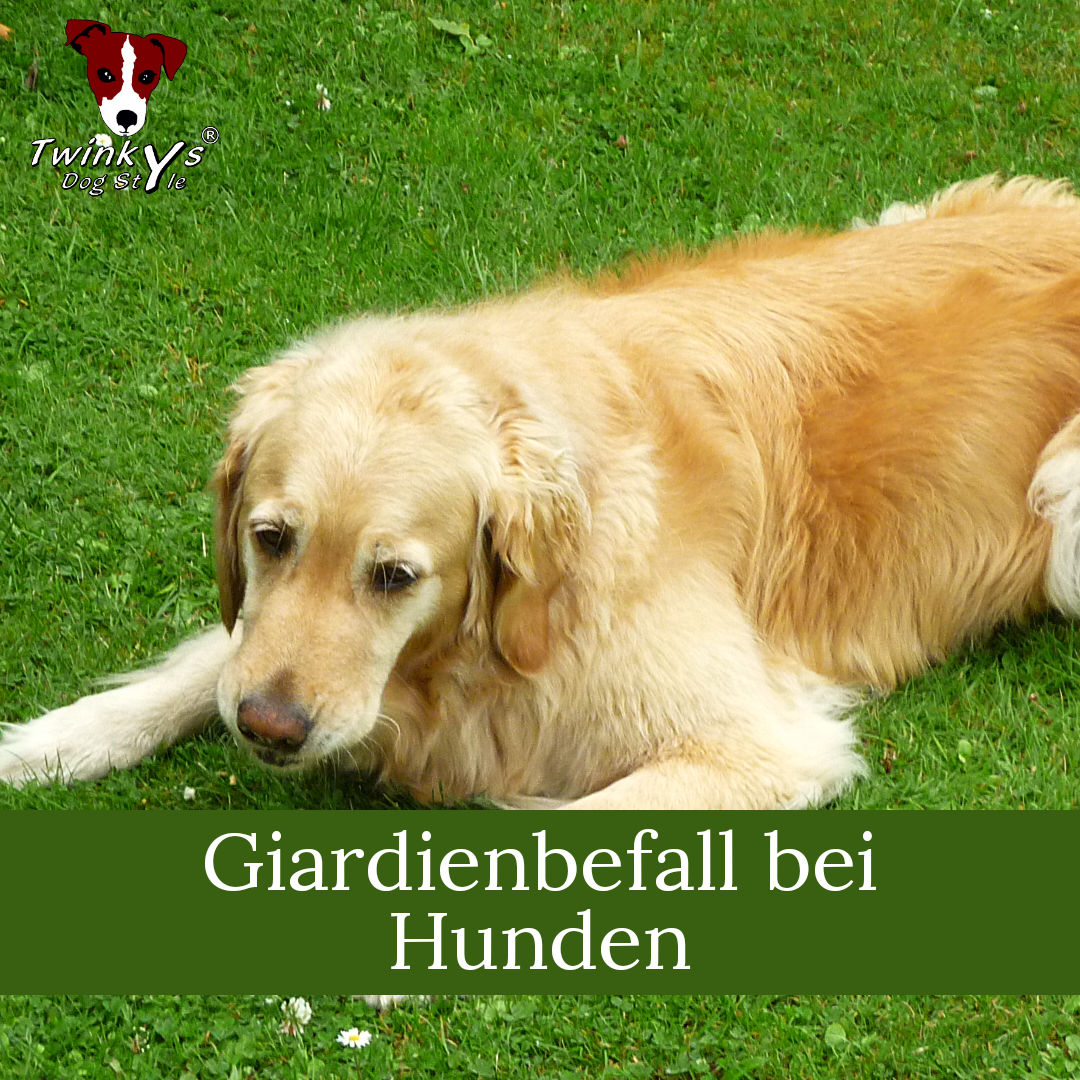 Giardien-bei-Hunden-Magazin