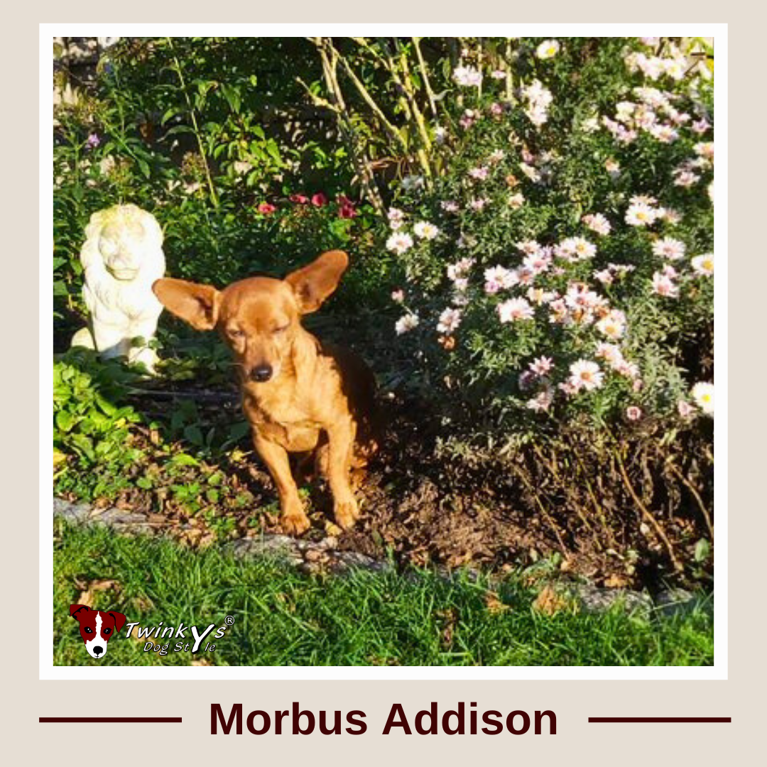 Kleiner brauner Hund sitzt vor Blumenbusch. Titelbild zu Artikel Morbus Addison bei Hunden