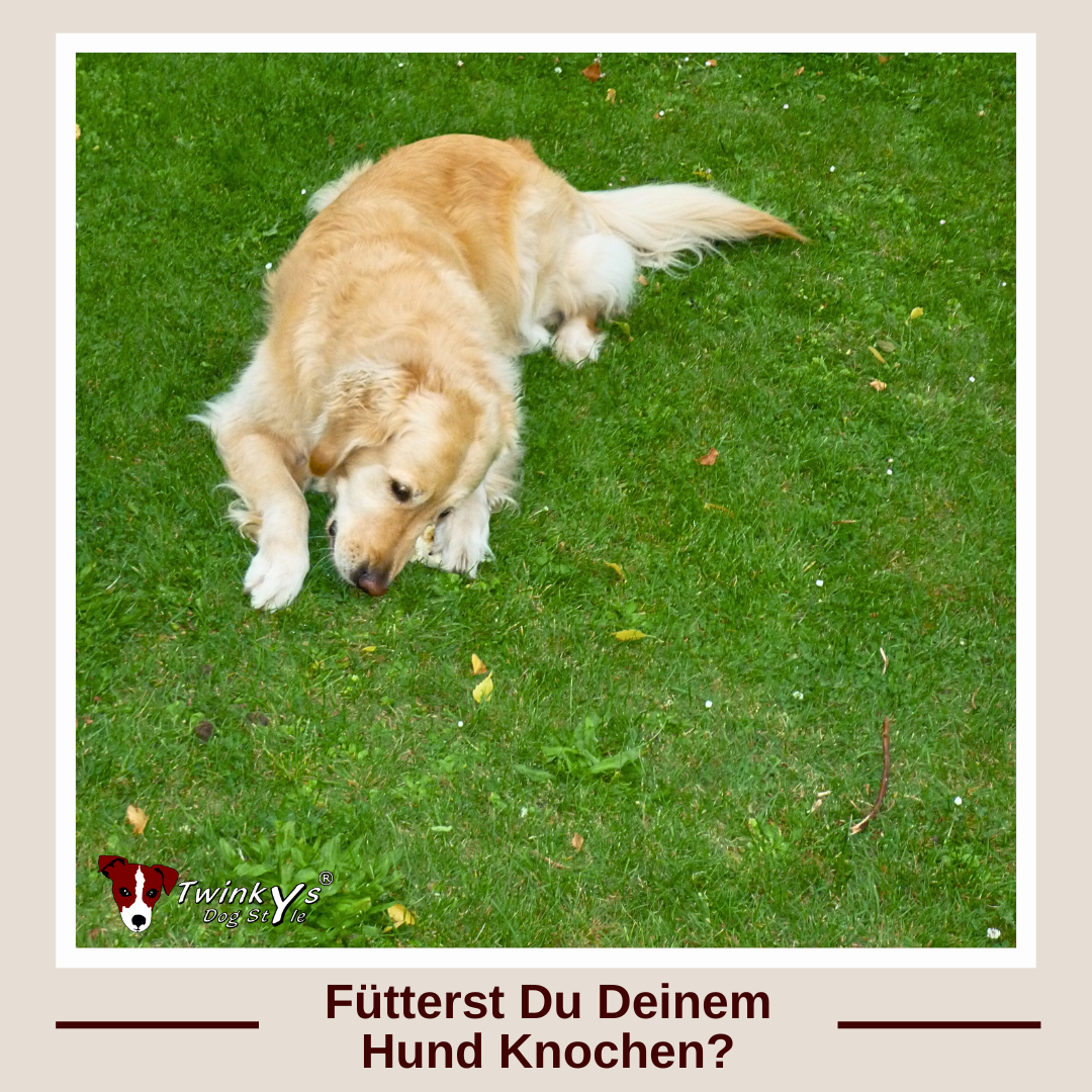 Golden Retriever liegt auf grüner Wise und frisst etwas. Titelbild zu Magazinartikel zu dem Thema, ob Hunde Knochen fressen sollten.