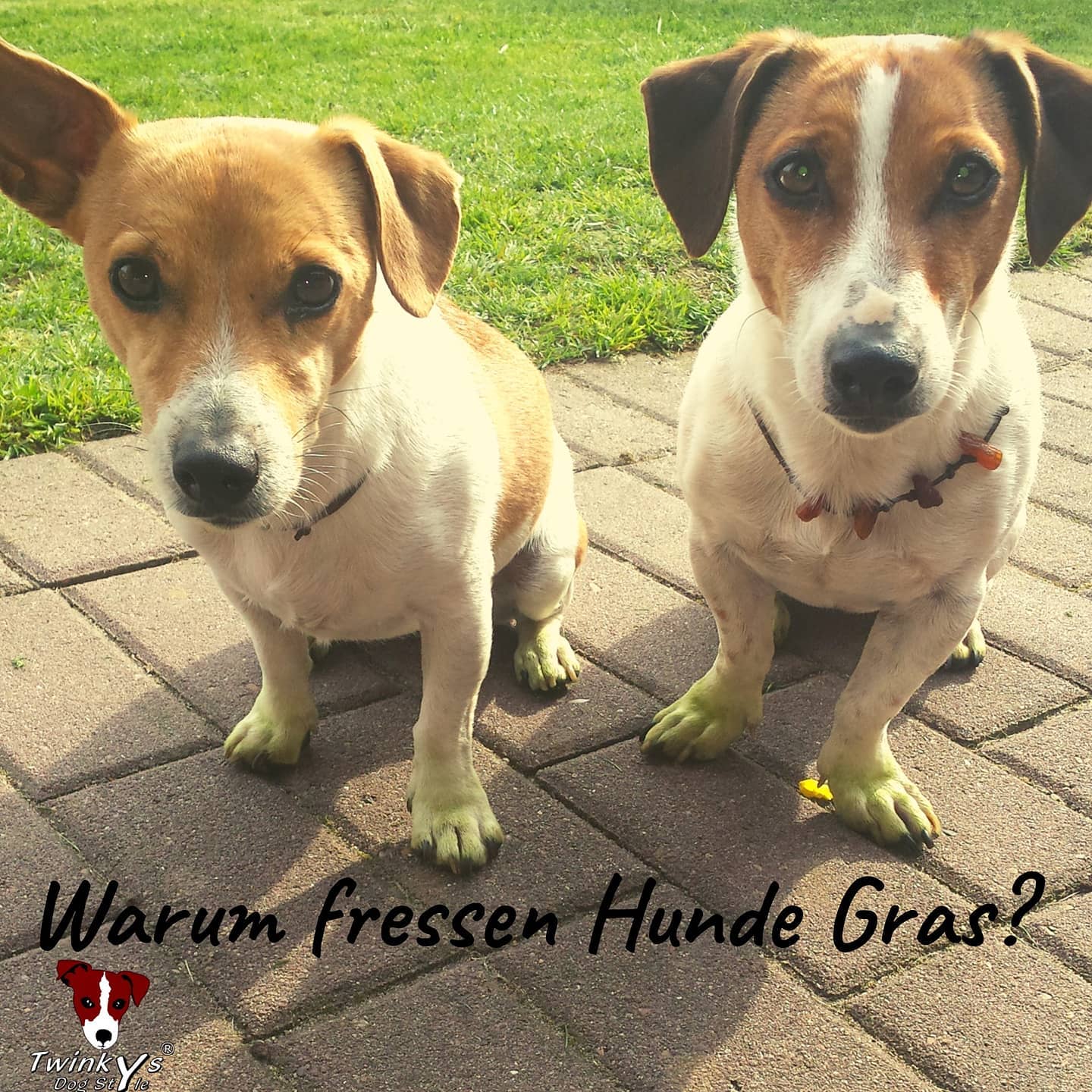 Warum-fressen-Hunde-Gras-Magazin