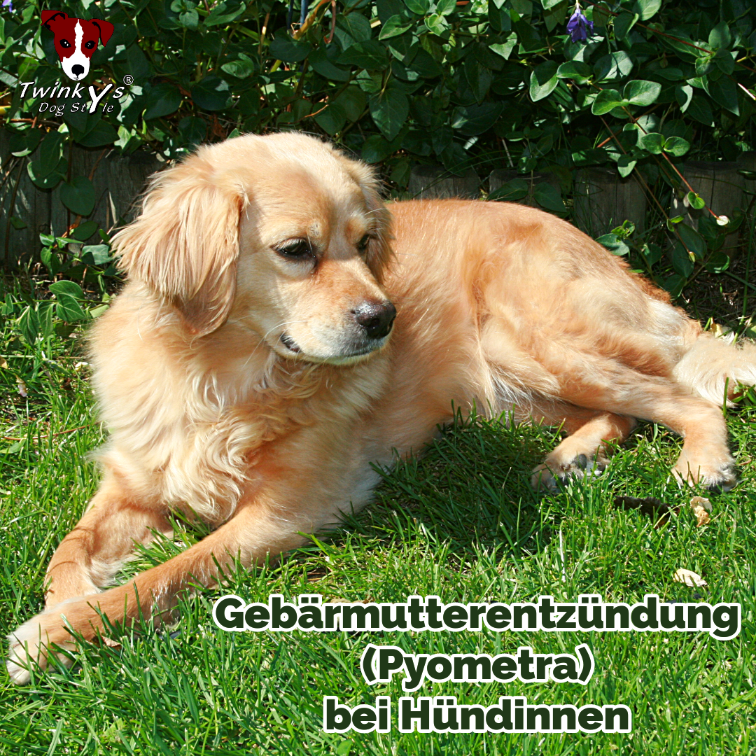 Gebärmutterentzündung-Pyometra-bei-Hündinnen-Magazin