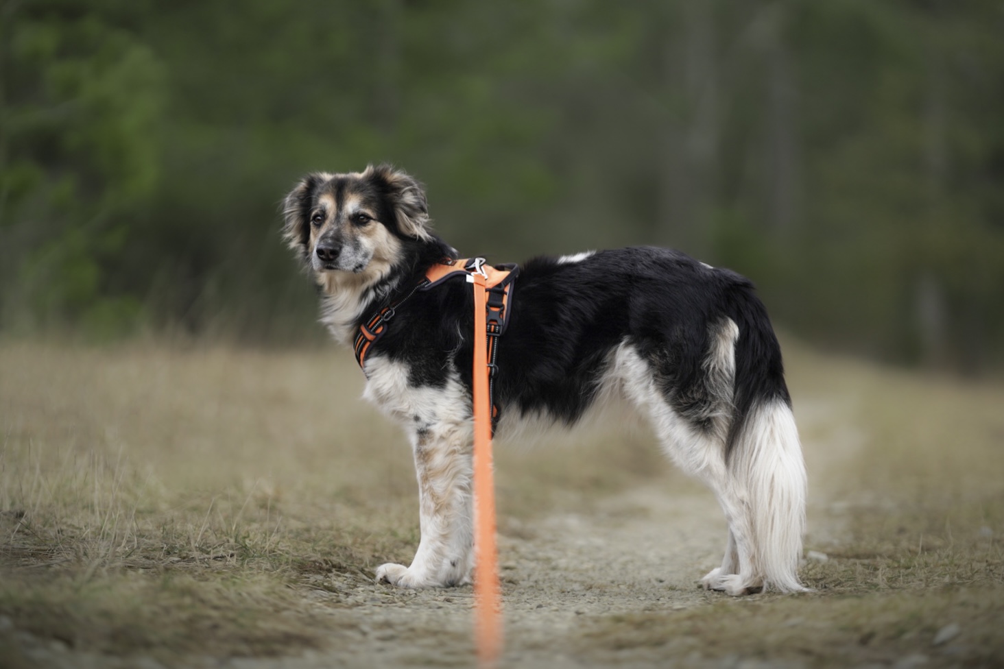 Twinkys Dog Style Schleppleine gummiert 15 mm oder 20 mm breit für Hunde bis 50 kg 1 Meter bis 30 Meter ohne Handschlaufe 