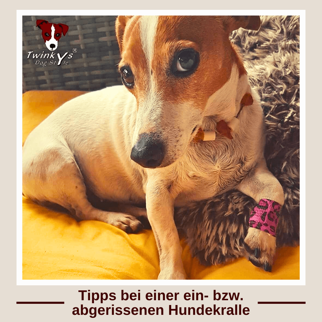 Jack Russell liegt auf Kissen und hat Pfotenverband um verletzte Kralle. Titelbild zum Artikel in dem es um Tipps bei ein- bzw abgerissenen Hundekrallen geht. richtig kürzen